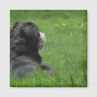 Serena the Bernese Mountain Dog Enjoys Sunshine Magnet