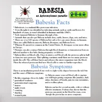 Babesia Information Fact Sheet Poster