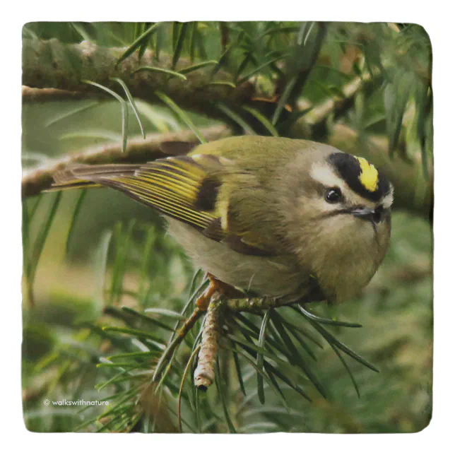 Cute Kinglet Songbird Causes Stir in the Fir Trivet