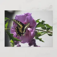 Postcard - Swallowtail Butterfly on Blossom