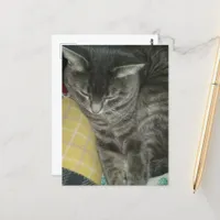 Adorable Grey Sleepy Tabby Kitty Postcard