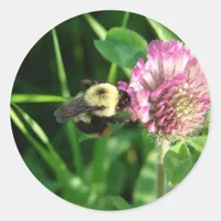 Bumble Bee on  Red Clover Classic Round Sticker