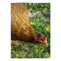 Boots The Hen Blank Inside Greeting Card