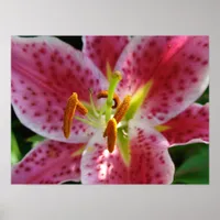 Pink Lily Poster