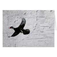 Wood Duck