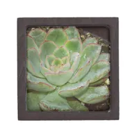 Succulent, Hen and Chicks Jewelry Box