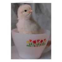 Chick in Vintage Teacup All Occasion Blank Inside 