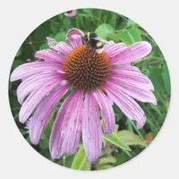 Bumblebee on Eastern purple Coneflower Classic Round Sticker