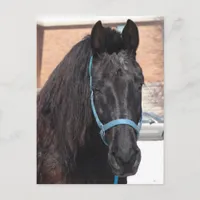 A Black Beauty Postcard