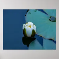 White water lily in the pond, nature photography poster