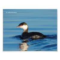 Profile of a Horned Grebe Photo Print