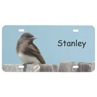 License Plate - Black Phoebe on Fence