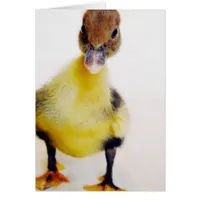 Muscovy Duckling