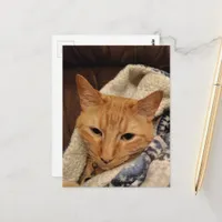 Cute Sleepy Ginger Kitty in a Blanket Postcard
