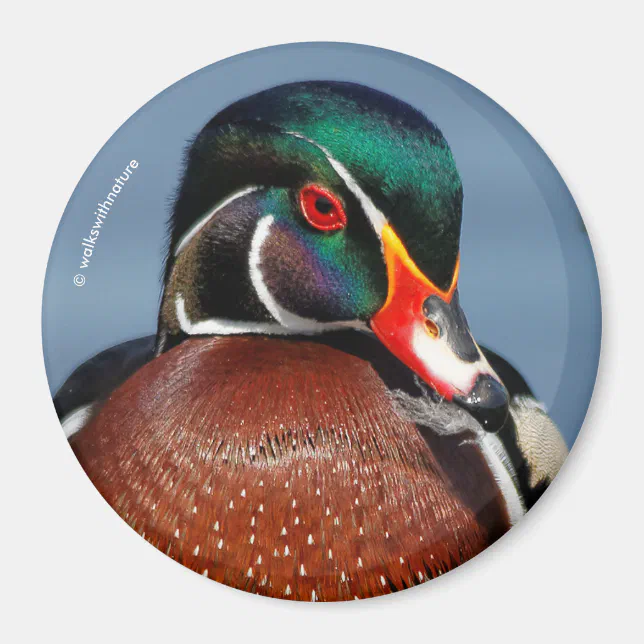 Beautiful Pensive Wood Duck in the Marsh Magnet