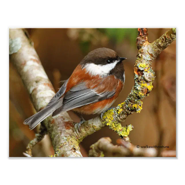 Cute Chestnut-Backed Chickadee on the Pear Tree Photo Print