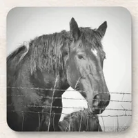 Horses Behind the Fence in Black and White Beverage Coaster