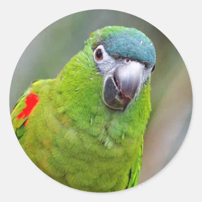 Hahn's Mini Macaw / Red-Shouldered Macaw Classic Round Sticker