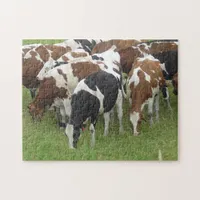 Pack of Cows eating Grass in the Fields Jigsaw Puzzle