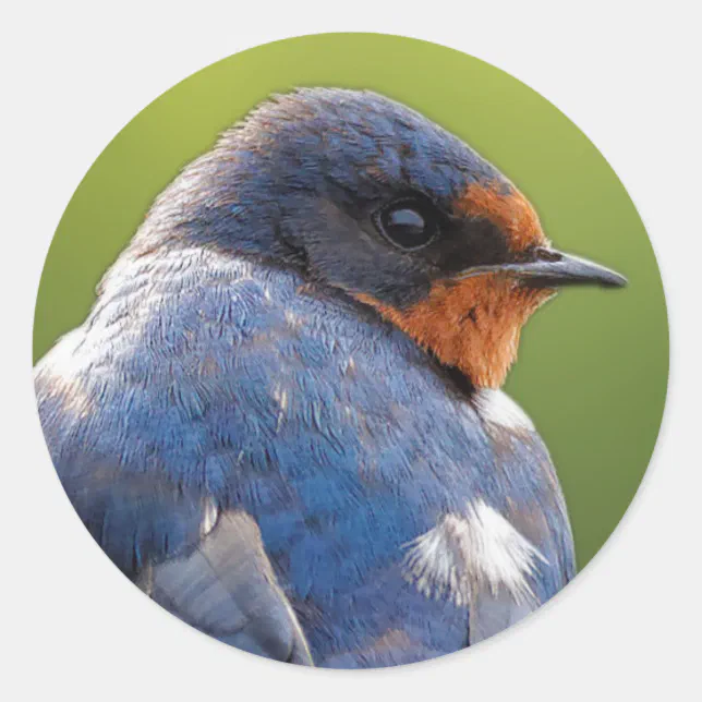 Beautiful Barn Swallow Classic Round Sticker