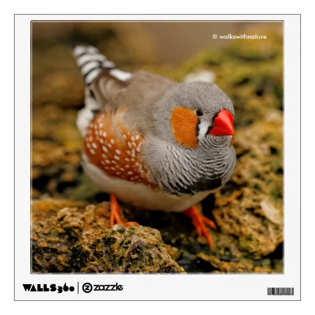 Male Zebra Finch on the Rocks Wall Sticker