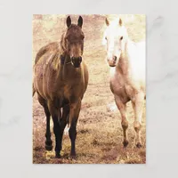 Horse Buddies Sepia Postcard