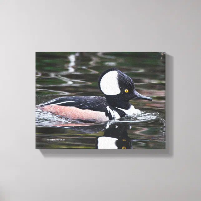 Stunning Hooded Merganser Duck Swims By Canvas Print