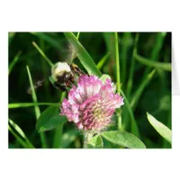 Bumble Bee on Red Clover, All Occasion Blank