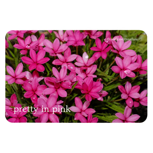 Rhodohypoxis / Red Star / Rosy Posy Magnet