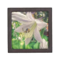 Hosta and Insect Gift Box