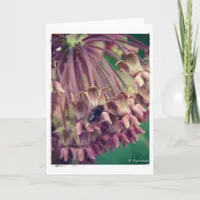 Milkweed and Fly Card