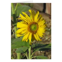 Card - Joyful Sunflower