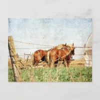 Ready For Work, Two Draft Horses Postcard