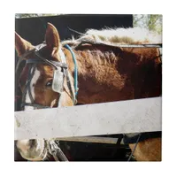 Thumbnail for Behind the Fence Amish Horse Ceramic Tile