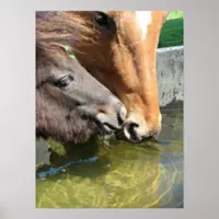 Horse Friends Share A Drink Poster