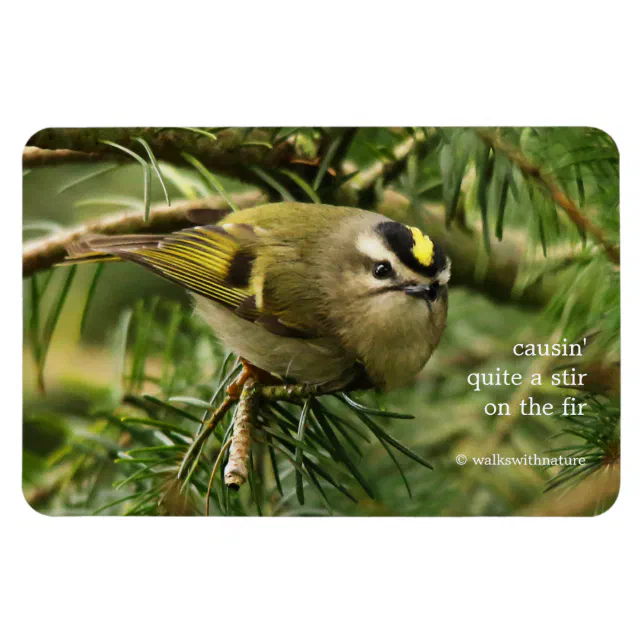 Cute Kinglet Songbird Causes Stir in the Fir Magnet