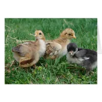 4 Bantam Chicks Cards