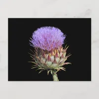 Postcard - Thistle