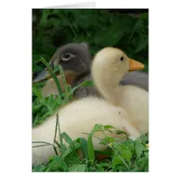 Ducklings