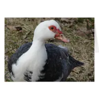 Pied Muscovy Hen