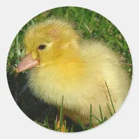 First Scovie of the Season Classic Round Sticker