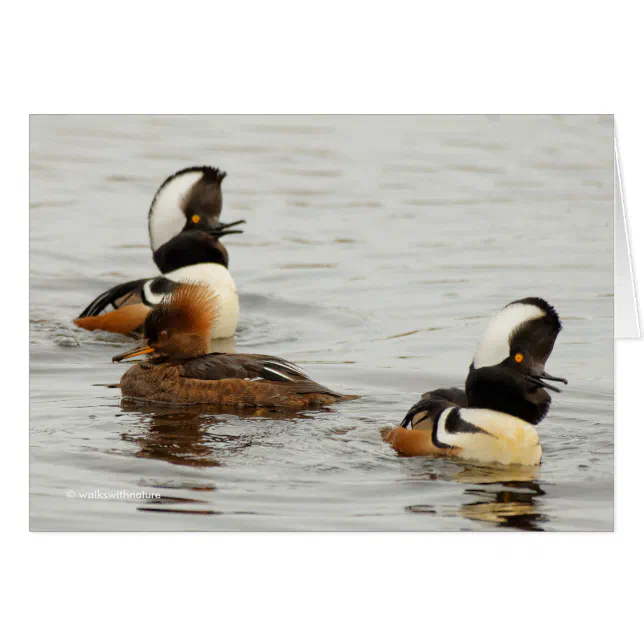 Hooded Mergansers: She's Not Impressed