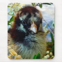 Silver Laced Cochin Chick in Studio Setting Mouse Pad