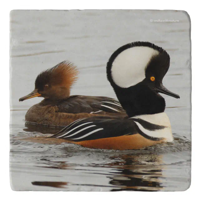 A Meeting of Hooded Mergansers Trivet