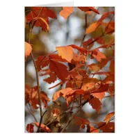 Autumn Colors