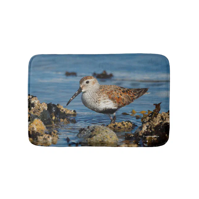 Beautiful Dunlin Shorebird at the Beach Bath Mat