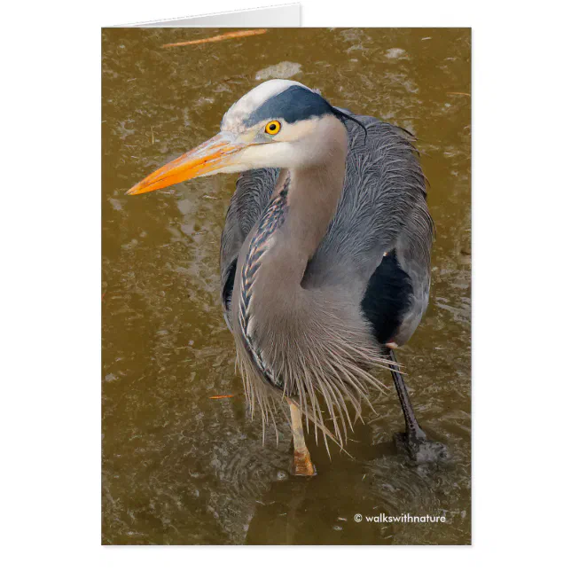 A Top-Down View of a Blue Heron