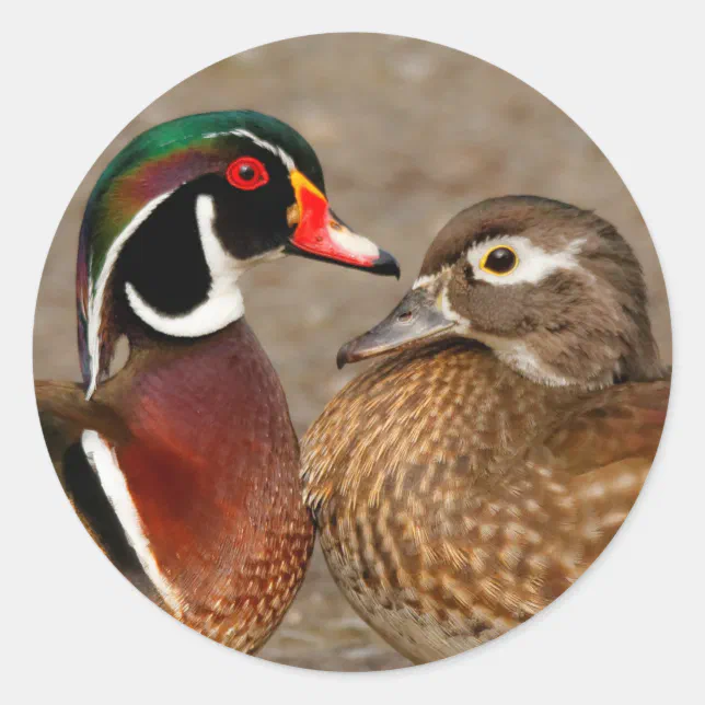 Beautiful Touching Moment Between Wood Ducks Classic Round Sticker