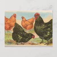 Orpingtons Postcard