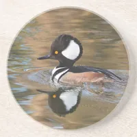 Male Hooded Merganser Swimming on Creek Coaster